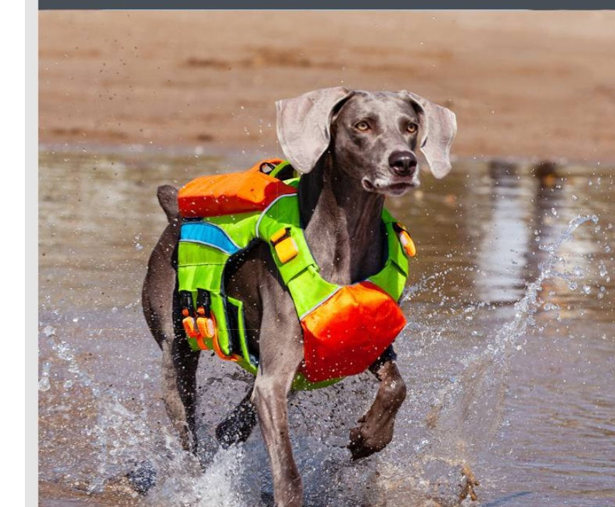 Safe & Cool: Summer Swimwear for Happy Dogs