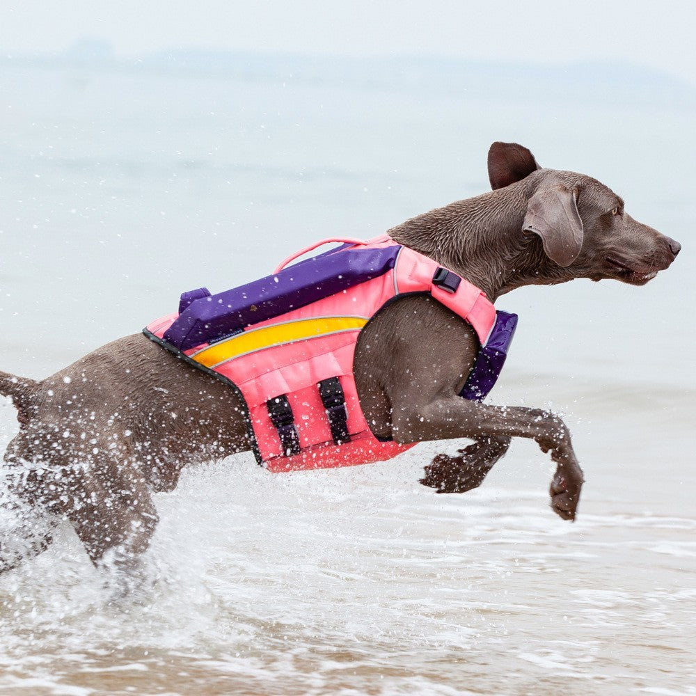 Safe & Cool: Summer Swimwear for Happy Dogs