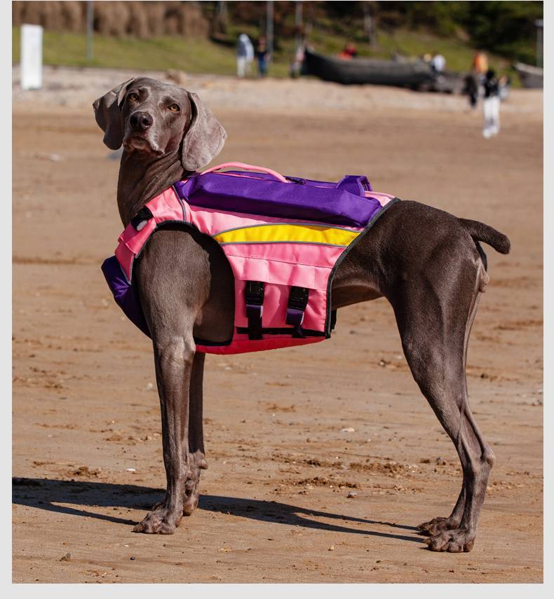 Safe & Cool: Summer Swimwear for Happy Dogs