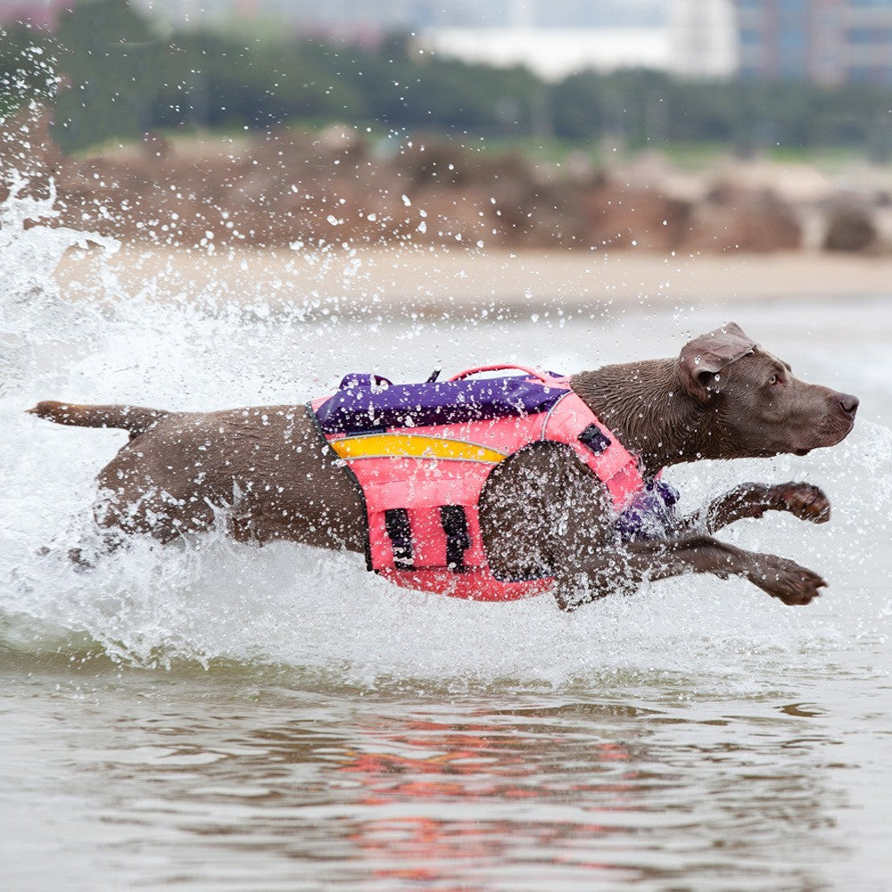 Safe & Cool: Summer Swimwear for Happy Dogs