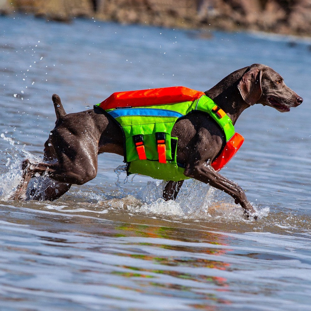 Safe & Cool: Summer Swimwear for Happy Dogs