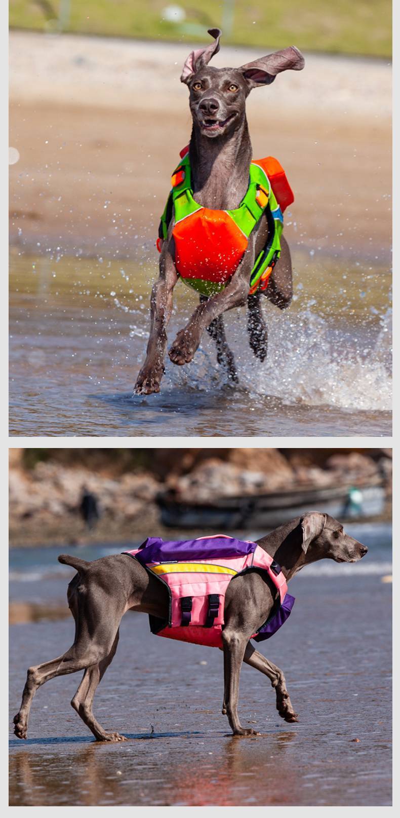 Safe & Cool: Summer Swimwear for Happy Dogs