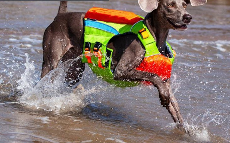 Safe & Cool: Summer Swimwear for Happy Dogs