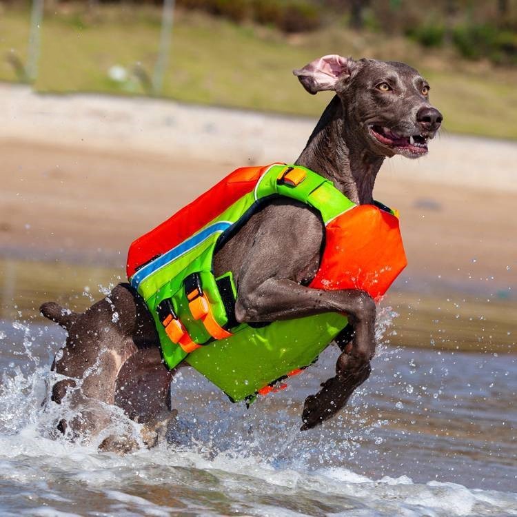 Safe & Cool: Summer Swimwear for Happy Dogs